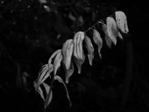 Salomonssiegel schwarzweiss