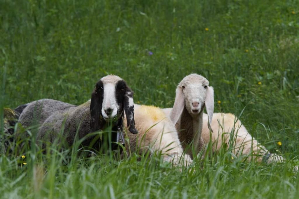 Unsere Schafe bei ihrer Ankunft im Frühling