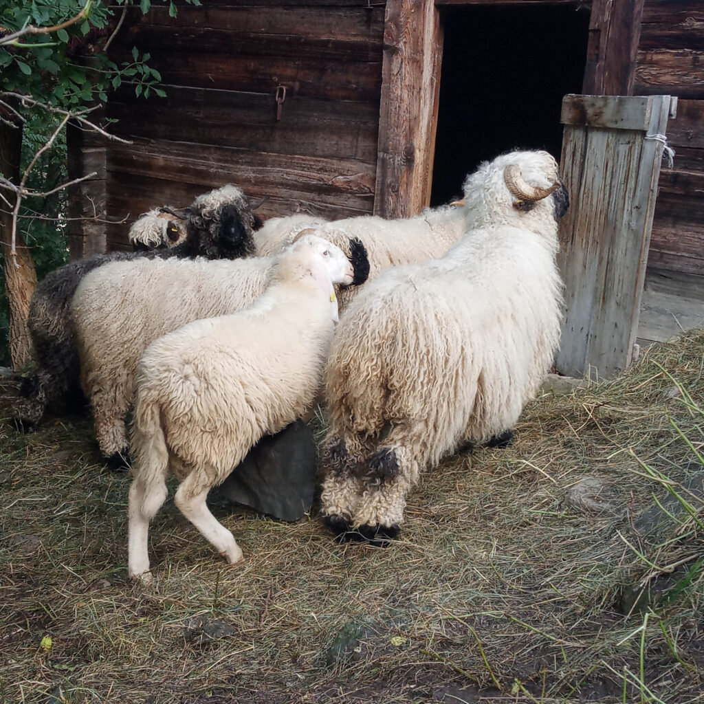 Schafe stehen vor einem alten Stall.